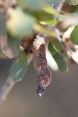 Andricus chrysolepidicola