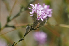 Lessingia leptoclada