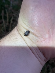 Holcostethus abbreviatus