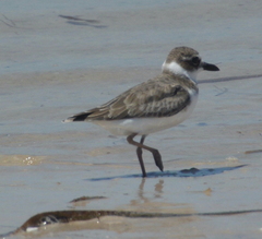 Charadrius wilsonia