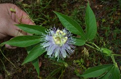 Passiflora incarnata