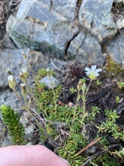Caryophyllaceae