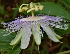 Passiflora incarnata