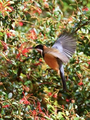 Acanthorhynchus tenuirostris
