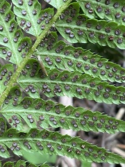 Polystichum andersonii