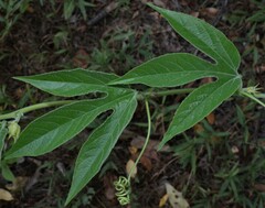 Passiflora incarnata