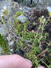 Caryophyllaceae