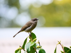 Pachycephala pectoralis