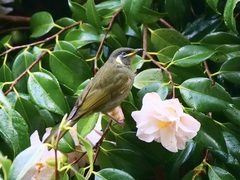 Meliphaga lewinii