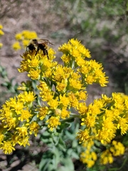 Solidago rigida