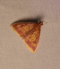 Pyrausta acrionalis
