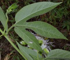 Passiflora incarnata