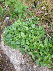 Orthilia secunda