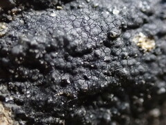 Hydropunctaria maura