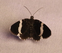 Trichodezia albovittata