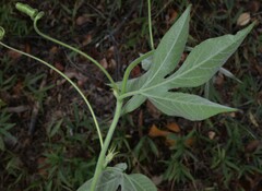 Passiflora incarnata