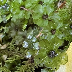 Rhizomnium punctatum