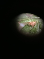 Polystichum andersonii