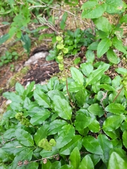 Orthilia secunda