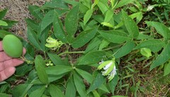 Passiflora incarnata