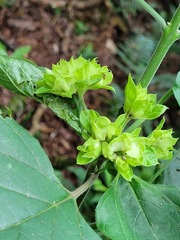 Clerodendrum canescens