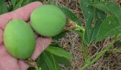 Passiflora incarnata