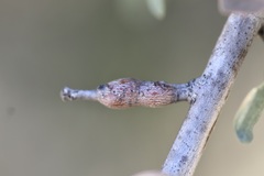 Andricus chrysolepidicola