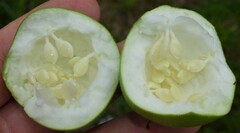 Passiflora incarnata