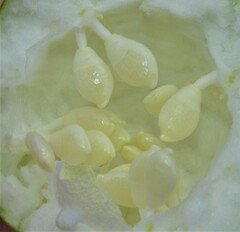 Passiflora incarnata