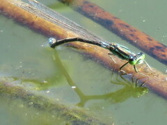 Ischnura