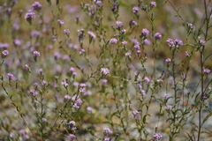 Lessingia leptoclada