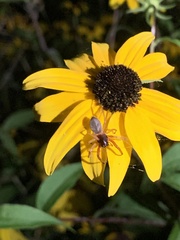 Trachelas tranquillus