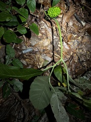 Arisaema dracontium