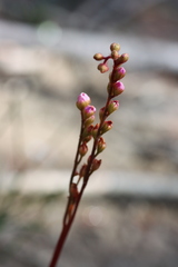 Drosera spatulata