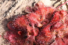 Drosera spatulata