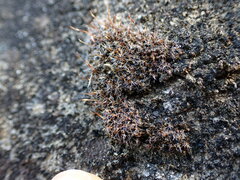 Tortula muralis