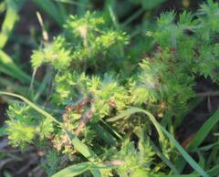 Acalypha radians