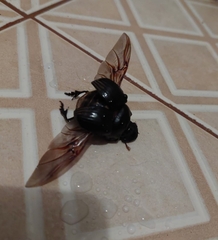 Dichotomius carolinus