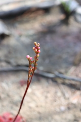 Drosera spatulata