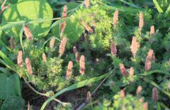 Acalypha radians