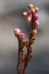 Drosera spatulata