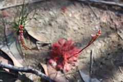 Drosera spatulata