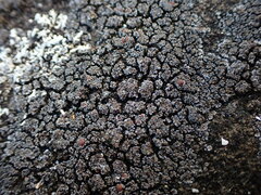 Fuscopannaria maritima