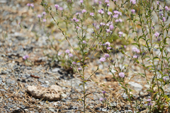Lessingia leptoclada