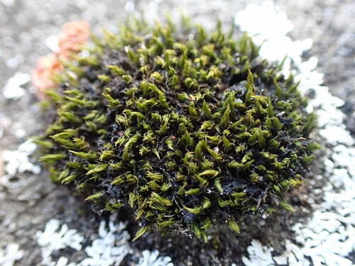 Image of Seaside Grimmia (Schistidium maritimum) by no rights reserved