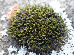 Schistidium maritimum