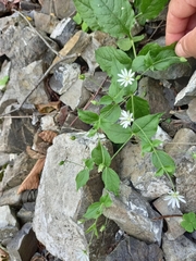 Stellaria bungeana