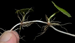 Hydrocotyle tribotrys