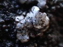 Dermatocarpon miniatum