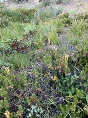 Phyllodoce glanduliflora